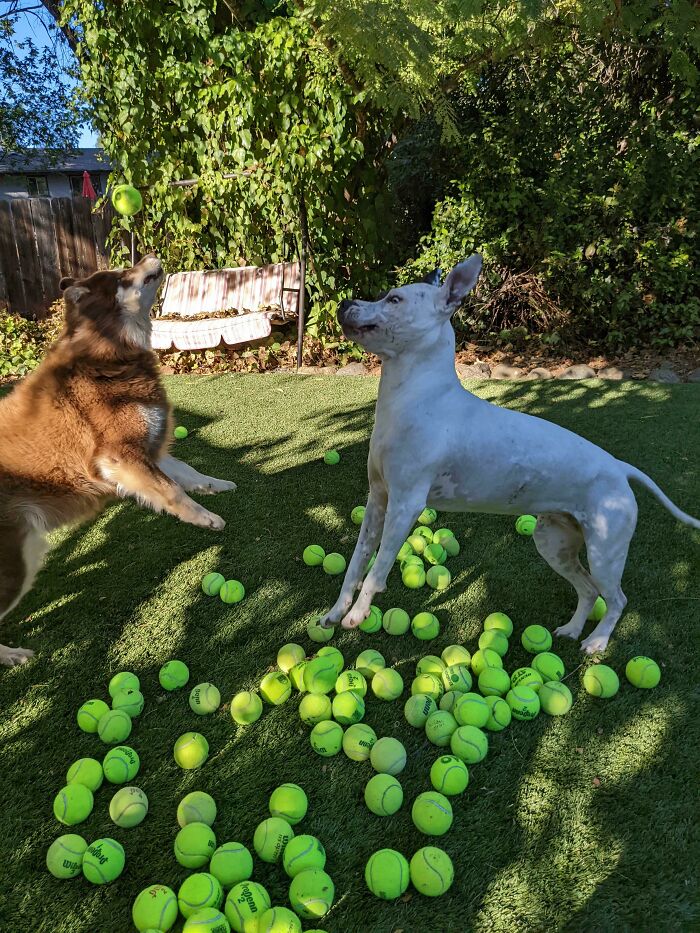 Potato Got 100 Tennis Balls For Her Birthday. They Had A Good Time