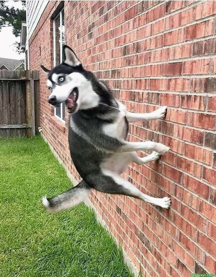 "Honey, The Dog's Walking On The Wall Again.."