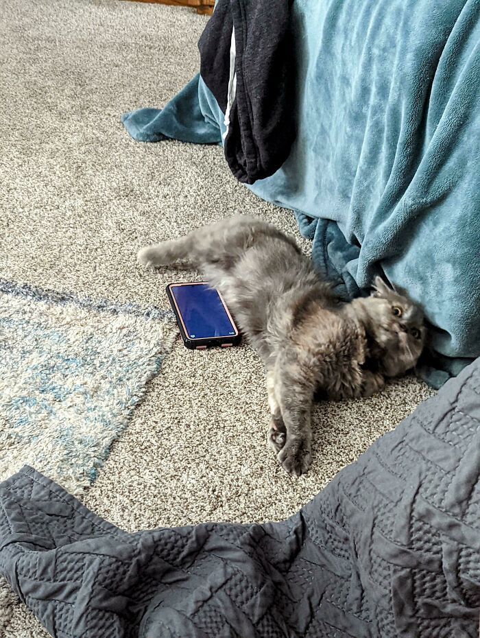 My Cat's Not Spoiled. But She Does Have Cat Games On My Wife's Phone