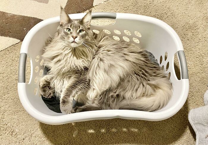 My 20 Pound Maine Coon Requires A Larger Trap. This One Works Every Time!