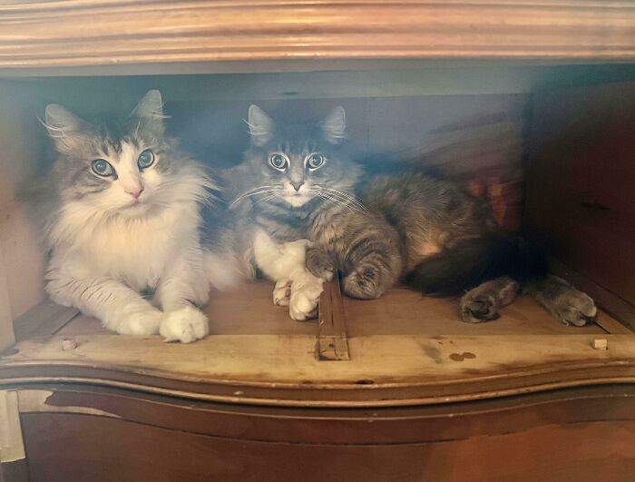 Took Out A Drawer To Clean It Up, Cats Think It’s Their New Cat Bed. I Guess This Trap Is Working…