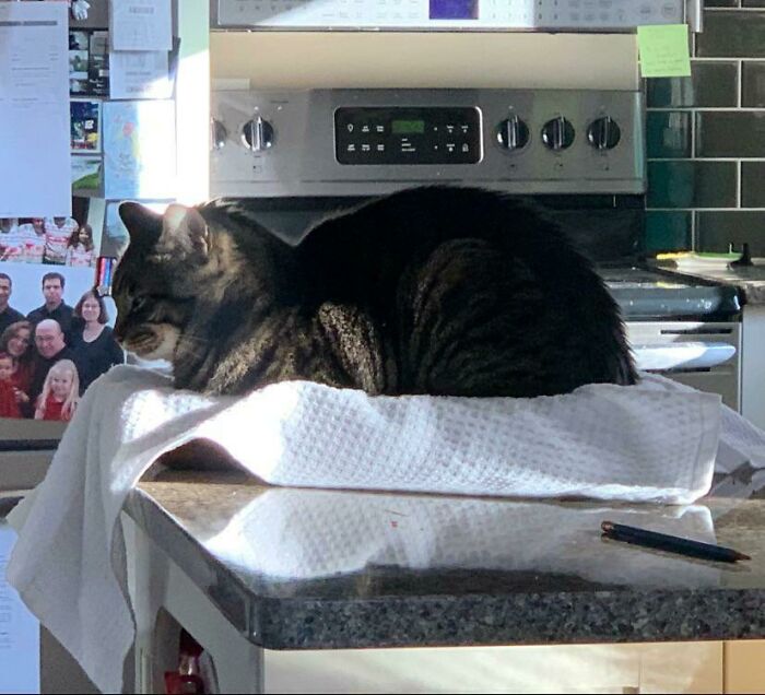 After Making A Pan Of Brownies, I Covered It With A Hand Towel To Protect It From Curious Cats. This Only Attracted Racer To A Comfy Brownie Bed