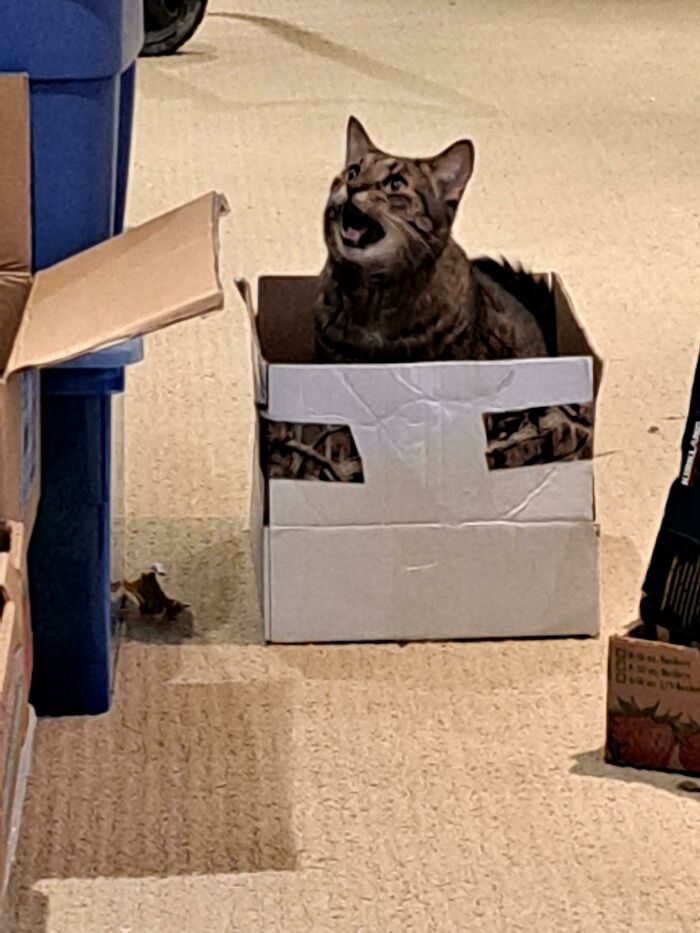Yelling From The Cat Trap