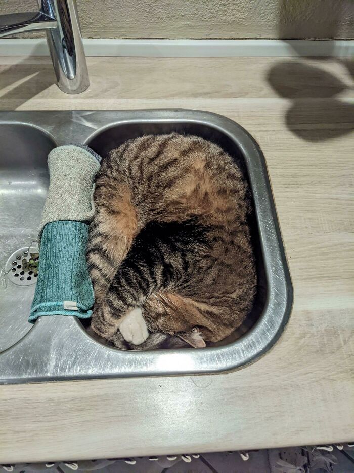 Louie Usually Gets Trapped In The Sink