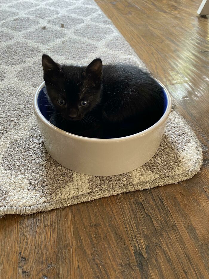 This Bowl Is Full Of Void