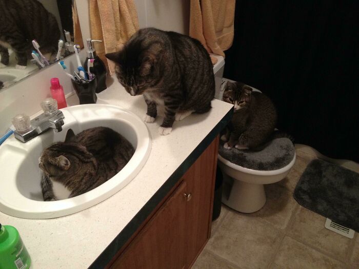 Waiting Politely In Line For The Sink Trap