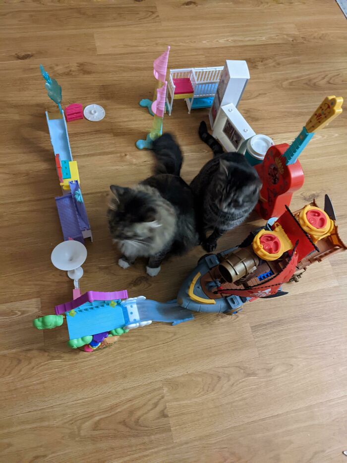 My Kid Constructed Her First Cat Trap Today And Caught 2