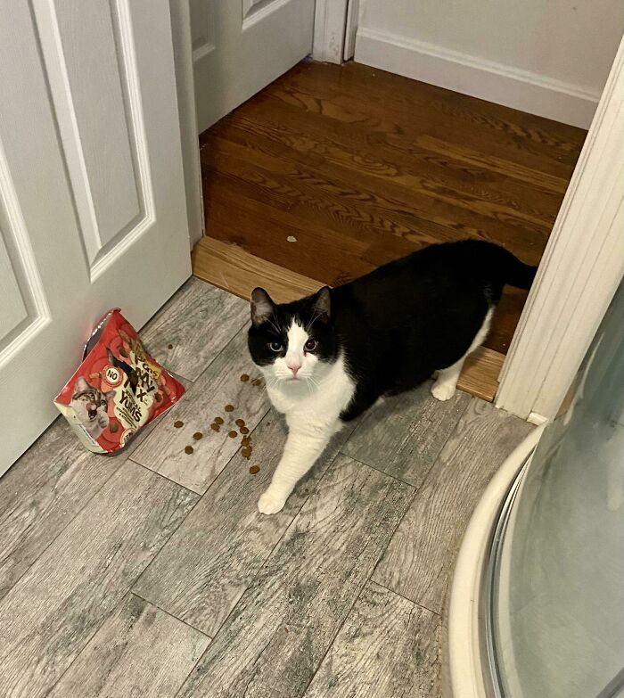 I Wouldn’t Get Up At 6:00 Am To Feed Him So He Dragged This Bag Of Treats Into The Bathroom And Tore It Open. Merry Christmas