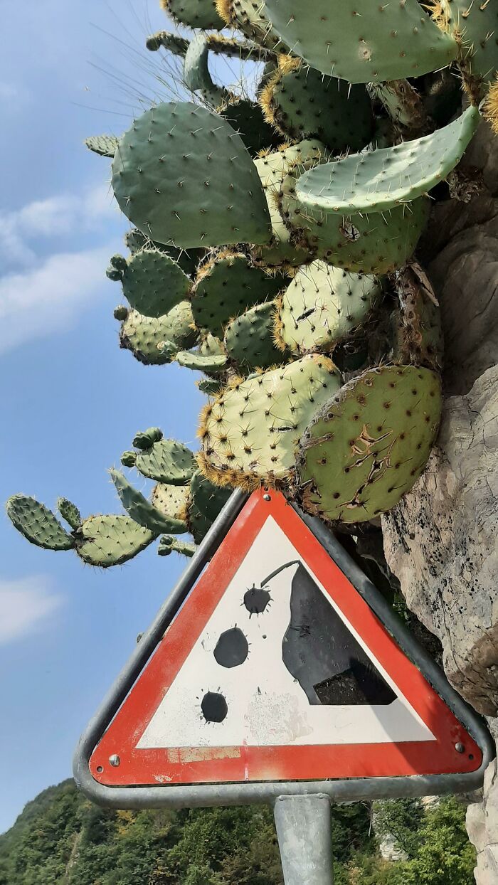 Beware Of The Falling Cactus