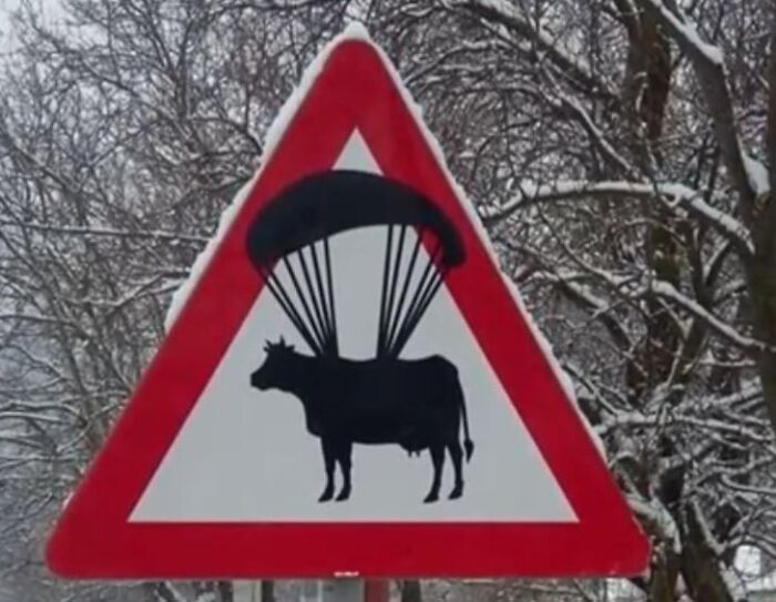 Watch Out For The Skydiving Cows!