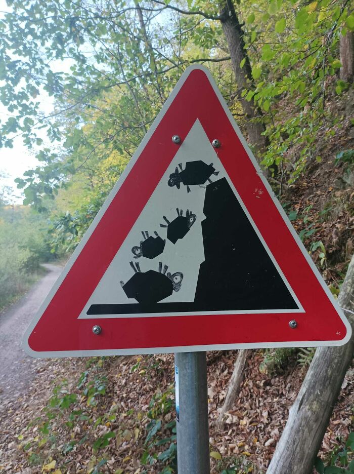 Caution: Falling Sheep