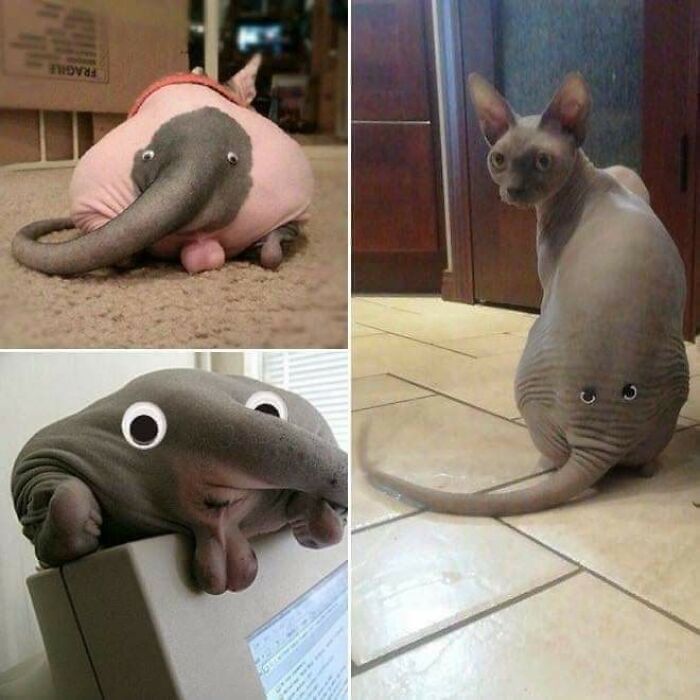 Did You Know That If You Stick Googly Eyes On The Bum Of A Cat... You Get An Elephant