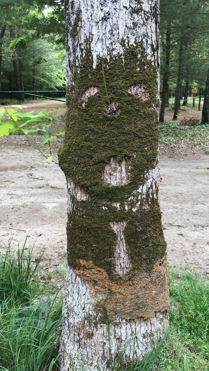 The First Time I Saw This Moss It Looked Like A Face But The Second Time It Had A Tie So It Was Definitely Vandalized