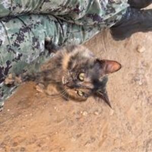 theforbiddendog avatar