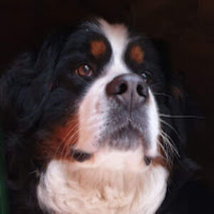 dorazlatarzora avatar