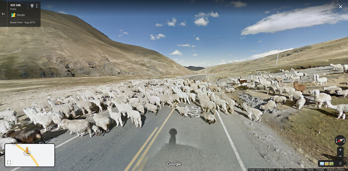 Huge Alpaca Crossing In Peru
