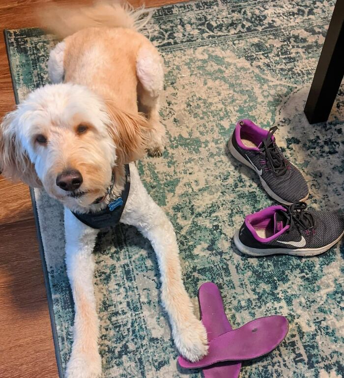 "Mom Went To Work Today And Didn't Take Me, So For Revenge I Take The Soles Out Of Her Shoes. That Will Show Her"