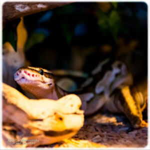 alittleballpython avatar
