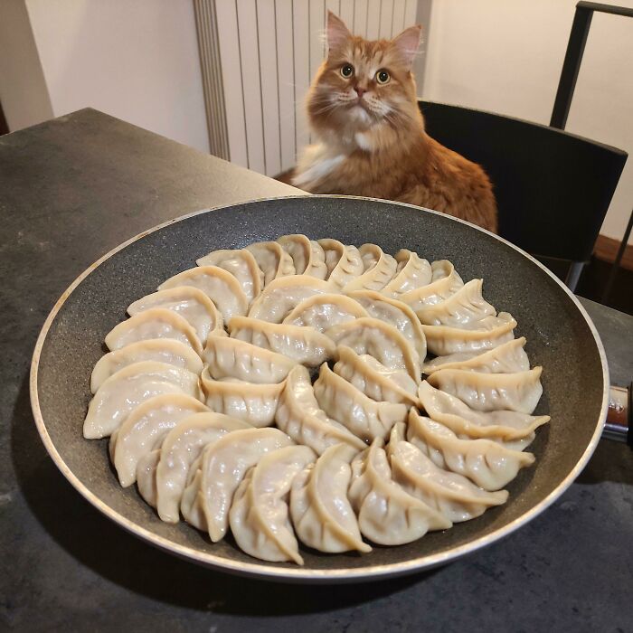 Pan Grilled Jiaozi. And A Cat
