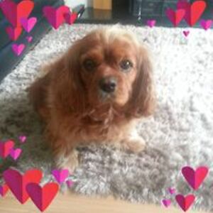 tutusarahjayne avatar