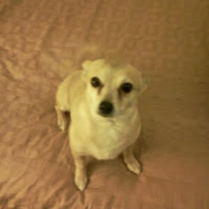 sheliahhippsbreezy avatar