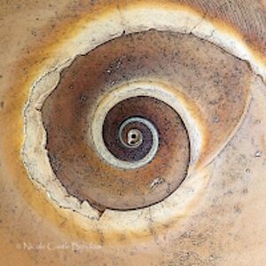 nicolebrookus_1 avatar