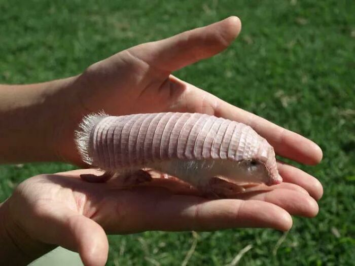 The Pink Fairy Armadillo Is The Smallest Species Of Its Kind. They Can Be Found In Central Argentina Amongst Sandy Plains And Dunes