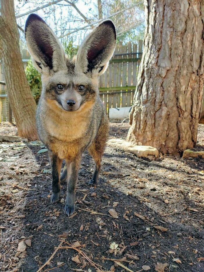 Bat-Eared Foxes Sleep Mostly During The Day In Their Burrows And Emerge At Dusk To Feed Mainly On Termites And Other Insects. As You Can Guess, They Have An Incredible Sense Of Hearing