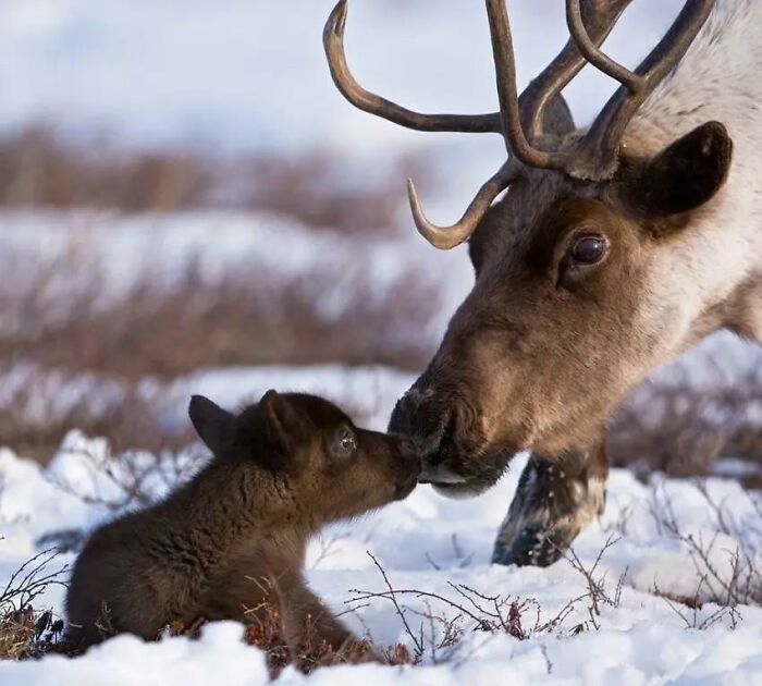 In Most Deer Species, Only The Males Grow Antlers. For Reindeer, Both The Males And Females Grow Them. A Female Reindeer Begins Growing Antlers In May And Keeps Them All The Way Until After The Winter Birthing Season To Protect Their Young From Predators (Perfect Mother's Day Fact) 