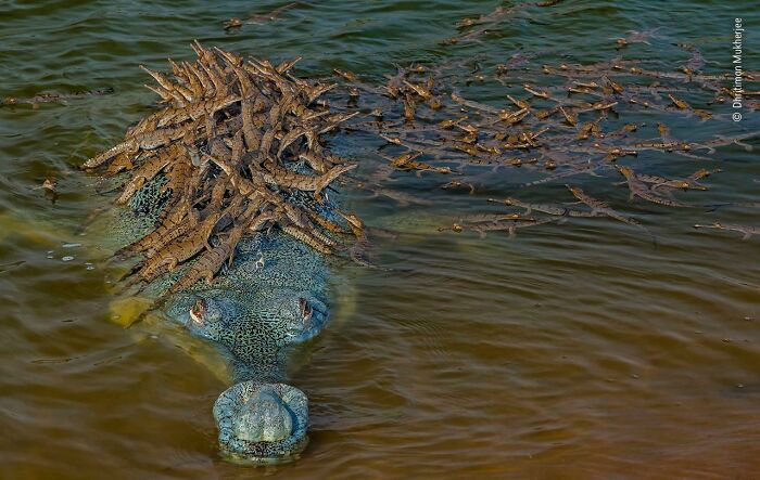 When There’s A Threat Nearby, Baby Gharials Crawl Onto The Back Of A Large Parent That’s Designated As The “Guardian.” These Endangered Crocodiles Nest In Communities And The Guardians Are Like Babysitters, Overseeing Dozens Of Hatchlings