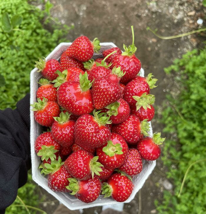 Went Strawberry Picking
