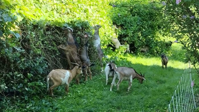 Fun Fact, You Can Rent Goats To Clear Brush Off Your Property. They Eat Everything, Including Poison Ivy, And It's Much More Eco Friendly Than Weed Killer