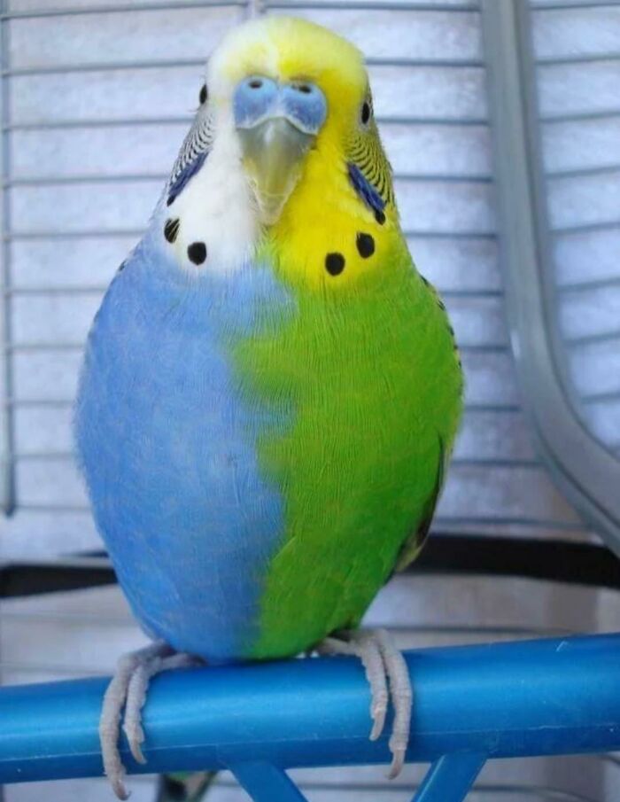 Here's Twinzy, A Half-Sider Budgie, Half-Siders Are Budgies With A Condition Called "Chimerism" Which, In Genetics, Means That It's The Result Of Non-Identical Twins Fusing Together Early In Their Development To Become One!