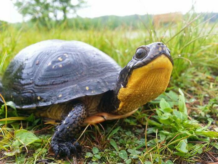 Unlike Most Turtle Species, Female Blanding's Turtles Typically Have Several Mates Per Season Who Collectively Guard Her Nest