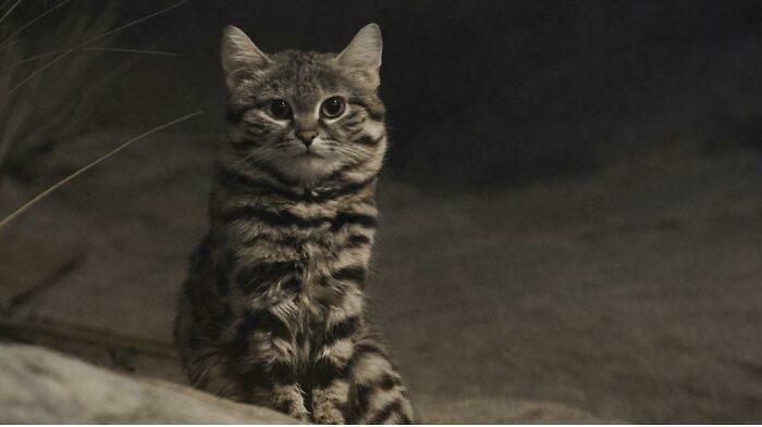 This Is An African Black Footed Cat. Despite Its Adorable Looks, It’s A Killing Machine. It’s Hunting Success Rate Is 60%, Compare That To A Lion’s 25%
