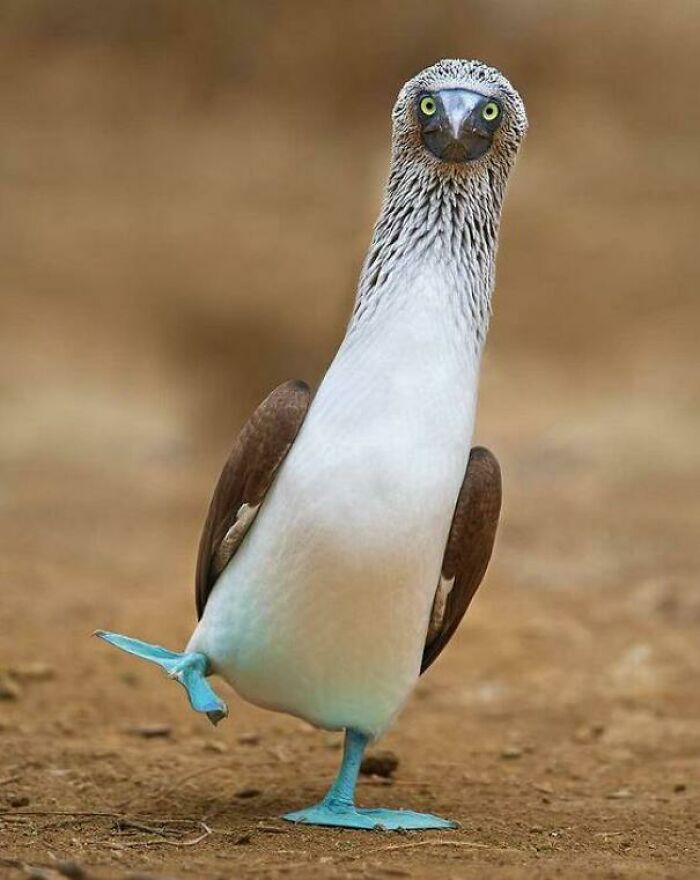 Blue-Footed Boobies Have Bright Blue Feet Due To Their Diet, And The Level Of Brightness Shows How Healthy The Bird Is To Their Mate!