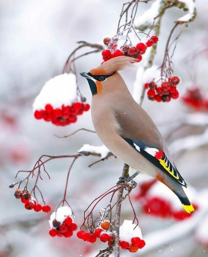 Bohemian Waxwings Have An Uncanny Ability To Find Fruit Nearly Everywhere, Almost Like They Have A Gps Tracker For Berries. Flocks Sometimes Turn Up In Desert Areas, Find An Isolated Shrub, Devour Its Fruit In Minutes, And Move On
