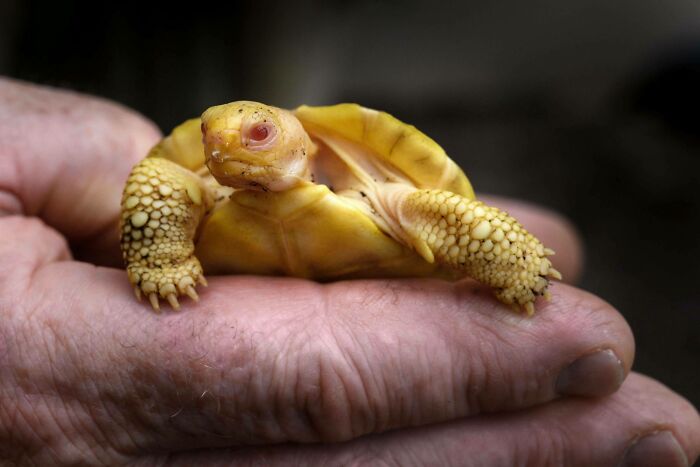 An Albino Galápagos Giant Tortoise Baby Was Recently Born At A Swiss Zoo, And It Is Considered The First Albino Of This Species Ever Observed, Both In Captivity And In The Wild. The Galápagos Giant Tortoise, Native To Seven Of The Galápagos Islands, Is The Largest Living Species Of Tortoise