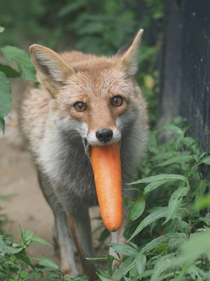 Red Fox Eat Fruit And Vegetables, Such As Apples, Pears, Carrots, Squash, And Berries