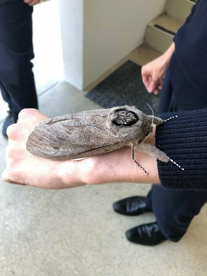 The Giant Wood Moth Is One Of The Largest Moth Species In The World. According To The Australian Museum, Adult Females Are About Twice As Large As Males, Can Weigh Up To 30 Grams, And Have A Wingspan Of Up To 25 Centimeters. They Live In The Forests Of Australia And New Zealand