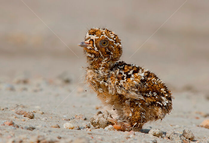 Newborn Sandgrouse Chicks Are Covered With Thick, Highly-Camouflaged Down That Matches Their Surroundings And Leave The Nest Soon After Hatching. Since They Are Precocial, The Parents Do Not Provide Them With Any Food, However, The Chicks Learn, With Parental Guidance, What Is And Is Not Edible