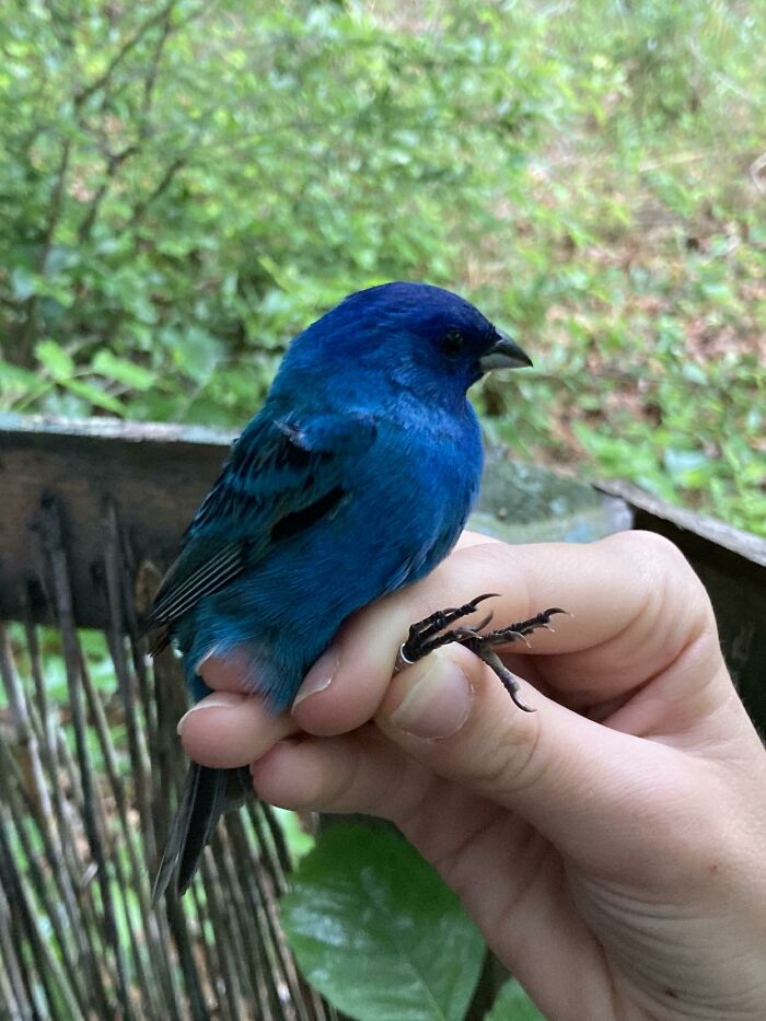 Songbirds Like This Indigo Bunting Use The Stars To Navigate While Migrating. Studies Show That The Birds Especially Rely On The North Star, Ursa Major, And Cassiopeia