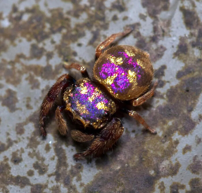 The Male Of The Purple-Gold Jumping Spider (Irura Bidenticulata) Is Recognized By Its Striking, Shiny Magenta-Gold Patterned Body. It Was Discovered In 2011 In Southeast Asia. The Purple-Gold Jumping Spider Typically Measures 5–6 Mm. It Is Not Considered Harmful To Humans
