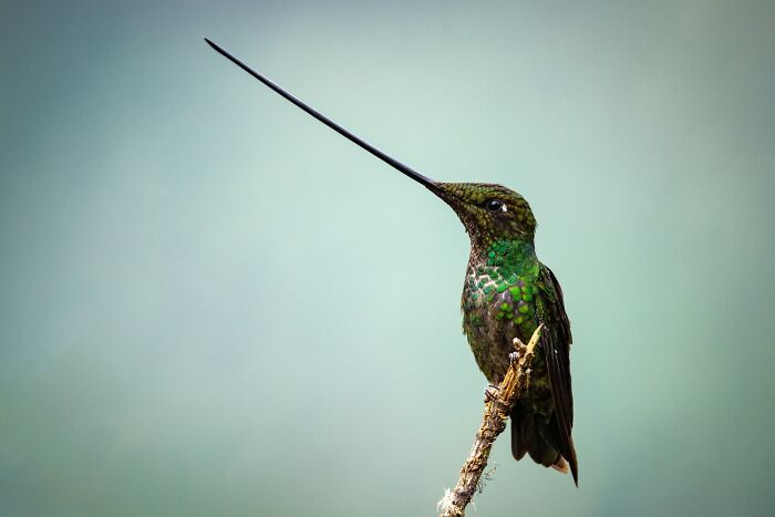 The Sword-Billed Hummingbird Has The Longest Beak To Body Ratio Of Any Bird
