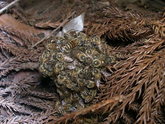 Japanese Honey Bees (Apis Cerana Japonica) Have A Unique Defense Against Raiding “Murder Hornets”. They Mob The Intruder And Vibrate So Intensely That They Boil The Hornet Alive