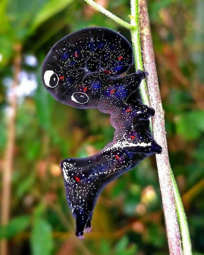The Common Fruit-Piercing Moth May Be One Of The Major Fruit Pests Of The World, But Its Caterpillar Looks Like The Cosmos Itself