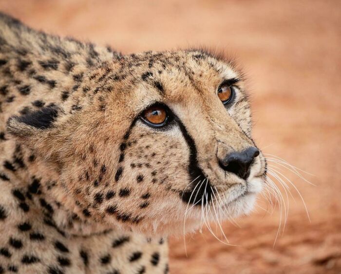 The Black Tear Lines Under A Cheetah’s Eyes Protect Them From Glare And Strong Sunlight