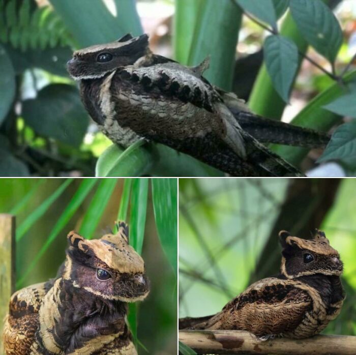 The Great Eared Nightjar Is The Largest Species In The Family In Terms Of Length, Which Can Range From 31 To 41 Cm., Making It The Second Heaviest Species In The Family After The Nacunda Nighthawk