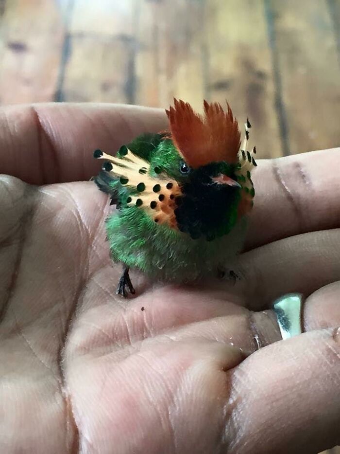 The Tufted Coquette Is A Hummingbird That Breeds In Eastern Venezuela, Trinidad, Guiana, And Northern Brazil. The Male, Pictured Here, Has A Rufous Head Crest And A Coppery Green Back With A Whitish Rump Band That Is Prominent In Flight. Tufted Coquettes Are Known For Being Quite Approachable