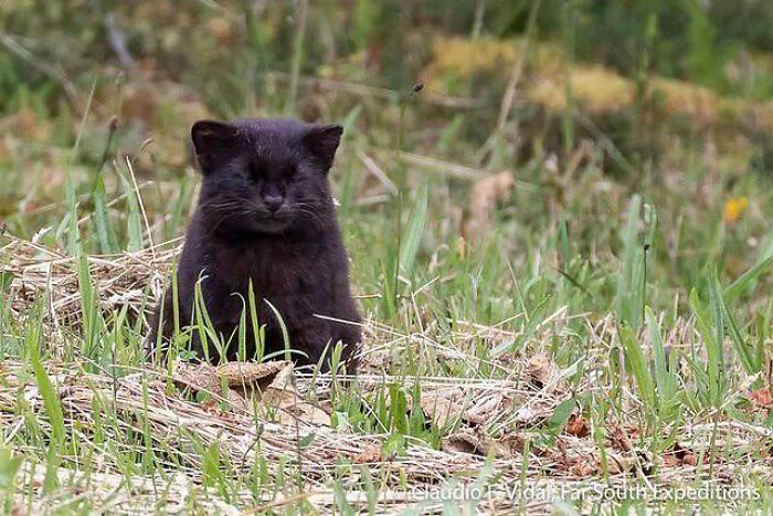 Kodkods Are The Smallest Wild Felid In The Americas And Have The Smallest Distribution Of Any Cat In The Americas. They Occur Only In Central And Southern Chile, With Marginal Populations In Adjoining Areas Of Argentina